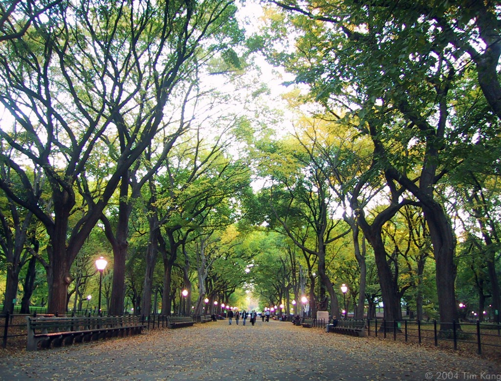 Central Park - New York