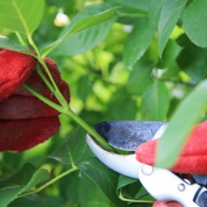 Giardinaggio e tipi di rose 1728x800 c