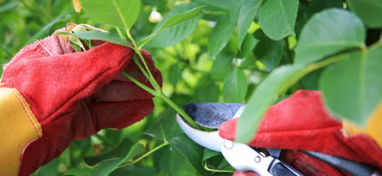 Giardinaggio e tipi di rose 1728x800 c