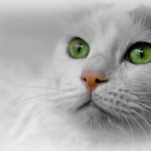 cibo-scatolette-gatti-dogsitter