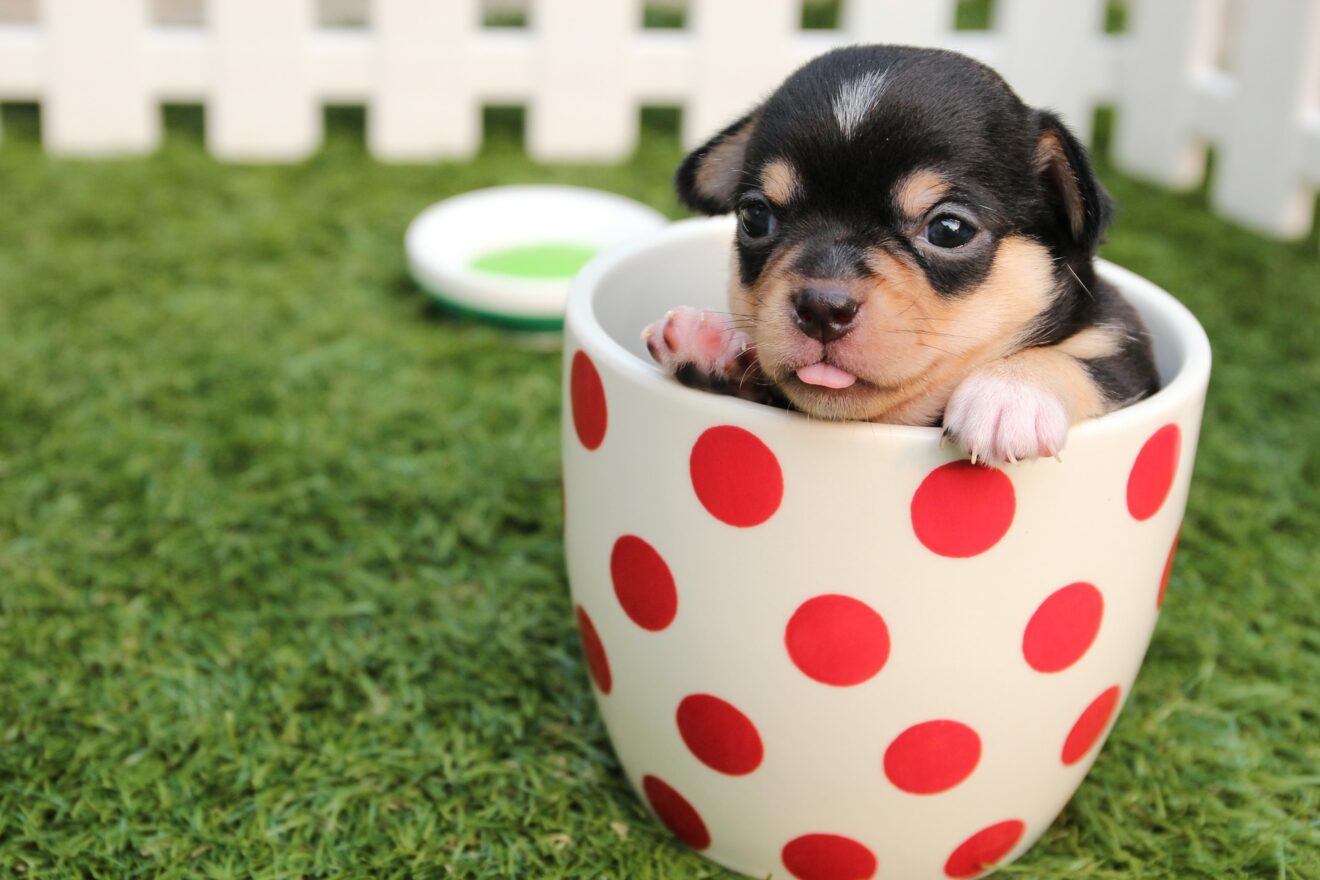 accessori per il cane