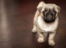 pug