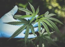 cannabis