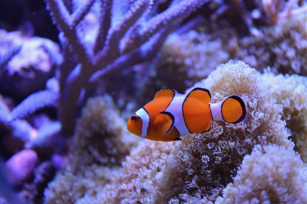 Sconti Sea Life Aquarium