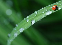 Portafortuna da regalare