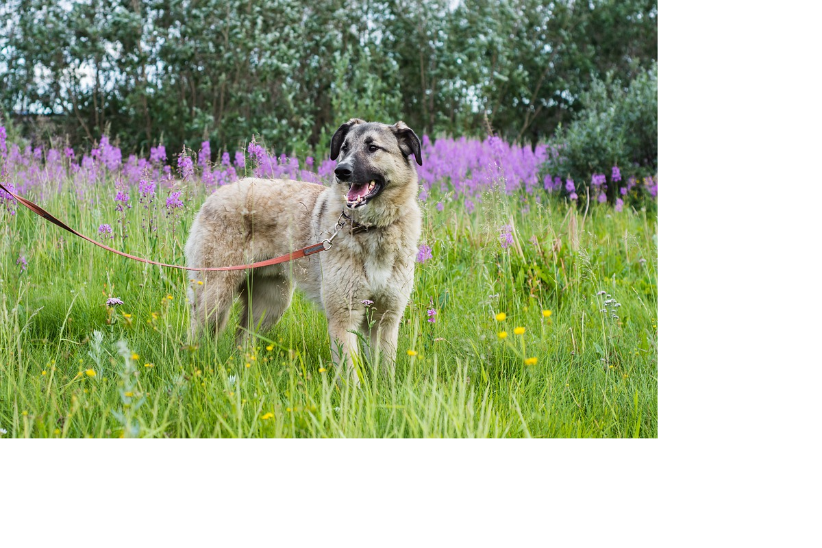 guinzaglio per cani