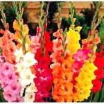 assorted gladiolus.jpg.pagespeed.ce .5x2qtnWWRl 150x150