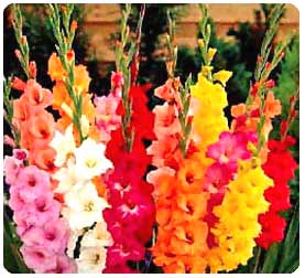 assorted gladiolus.jpg.pagespeed.ce .5x2qtnWWRl