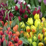 tulipani 150x150